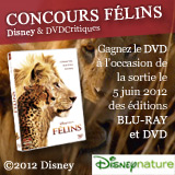 Résultats du concours Félins